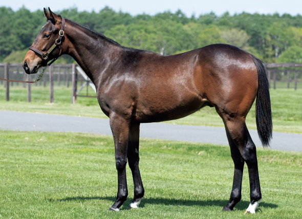 ベッラレイアの17