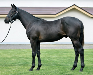 �u�����V�F�[����17