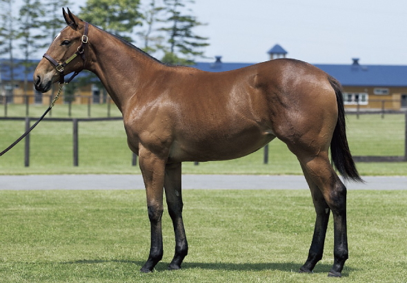 �q�J���A���[����2016