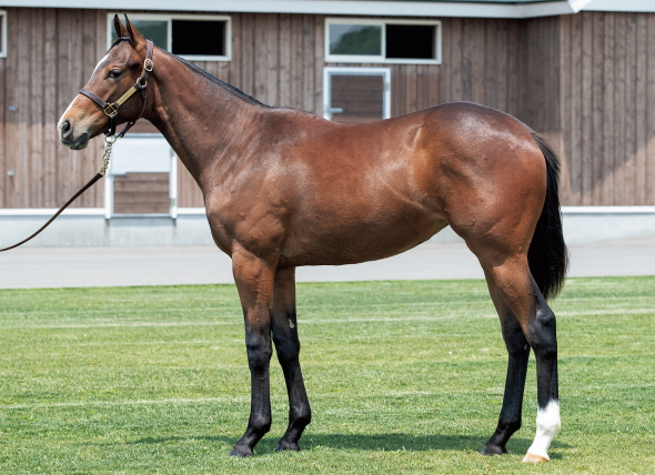 シャンボールフィズの17