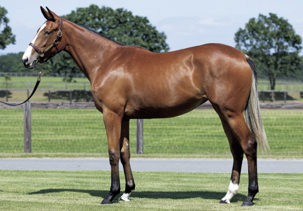 �R�P���[����17