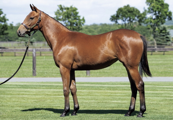 クルミナルの17