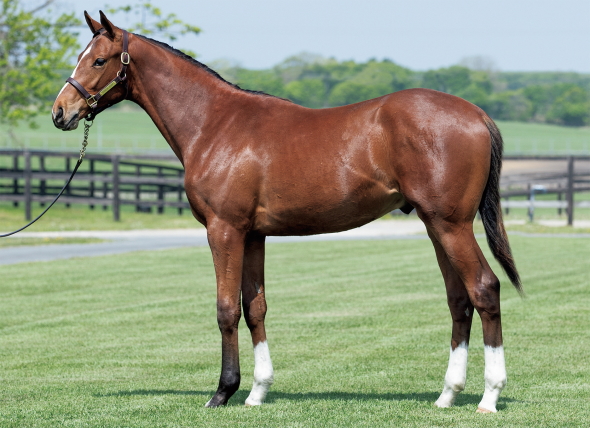 �L���[�e�B�S�[���h��17