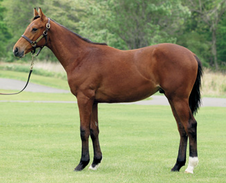 �f�B�G���e�B��17