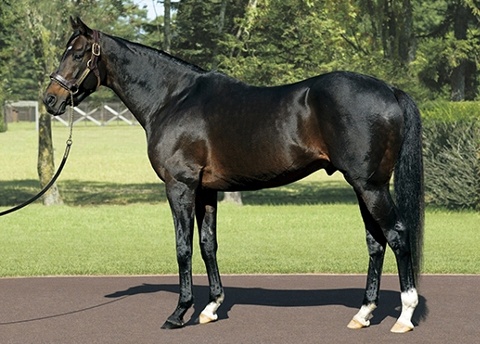 ディープインパクト