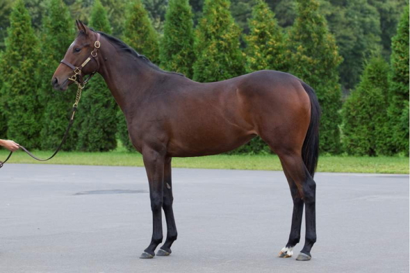 ��̃f�B�A�f���}�h��