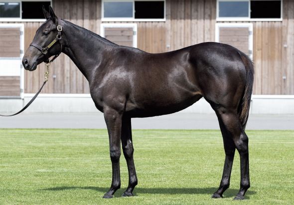 �f�B�A�f���}�h����17