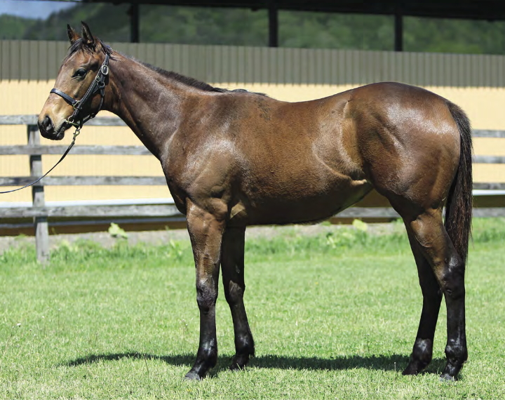 エポカブラヴァの17