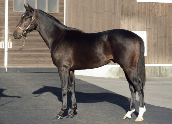 �G�����A�N�A�|���X��17