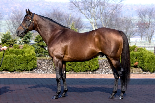 ���n�l�X�u���O