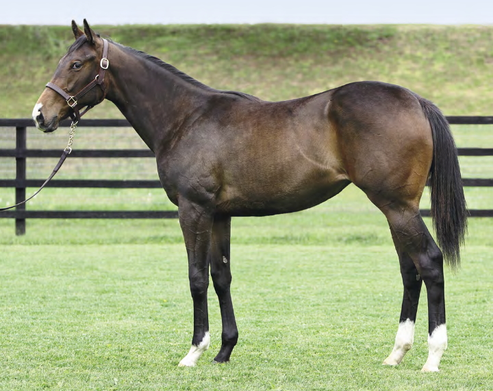 ラグジャリーの2017