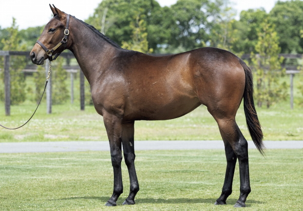 マチカネエンジイロの17