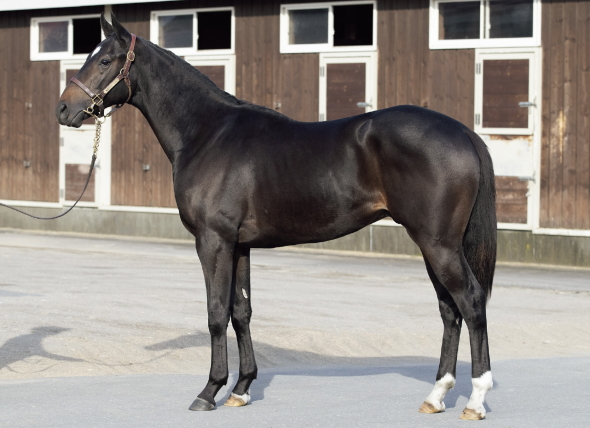 �~�X�e���A�X�I�[����17