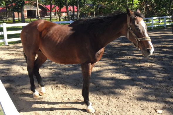 ウインドインハーヘア