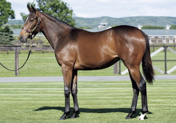 パッシフローラの17