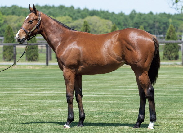 �y���J�i�v�����Z�X��17