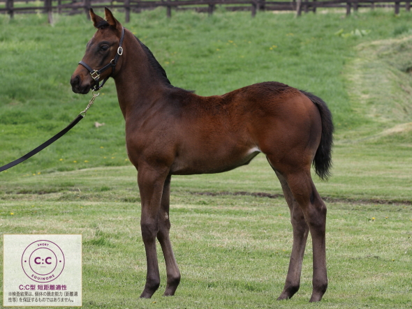 ラズベリータイムの2018