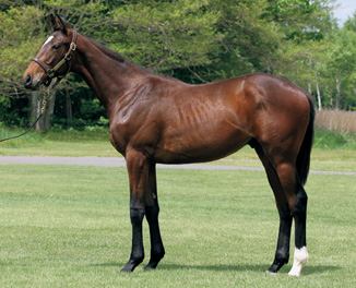 ���b�h�t�@���^�W�A��17