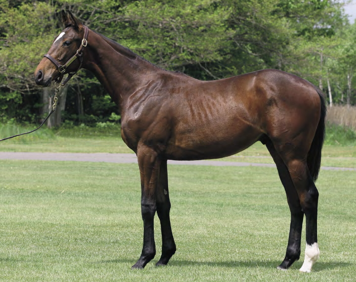 レッドファンタジアの17