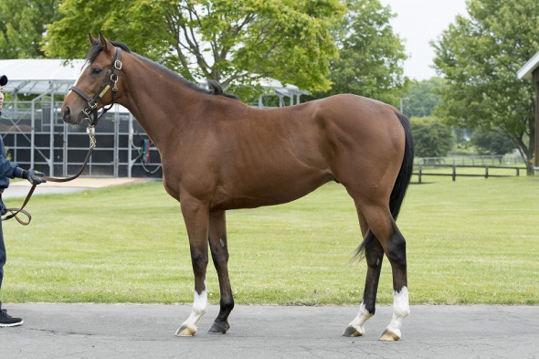 レッドムルガン(2018年6月29日)