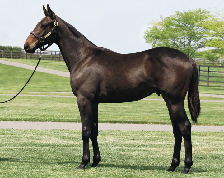 レッドオーヴァルの17