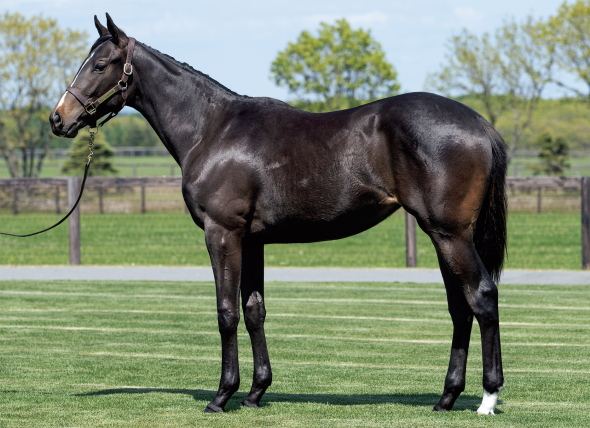 リアアントニアの17