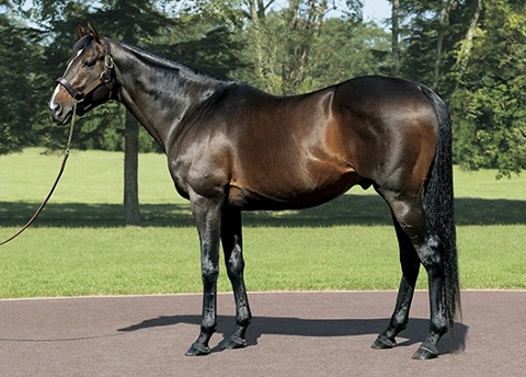 ルーラーシップ