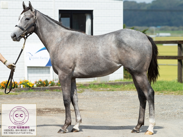 スノージュエリー