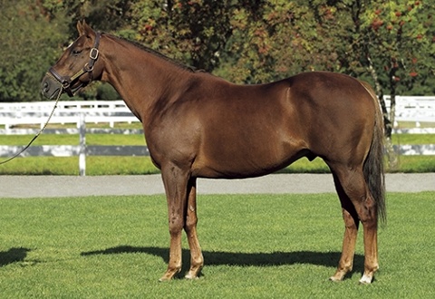 スクリーンヒーロー