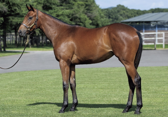 シシリアンブリーズの17