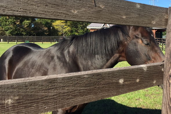 ディープインパクト