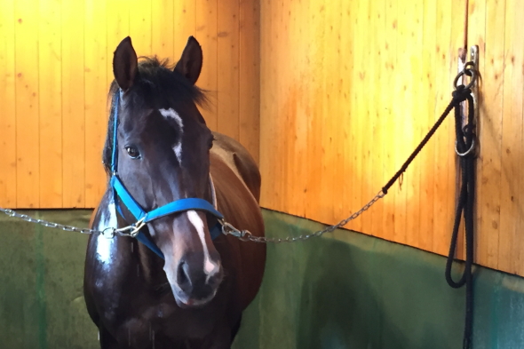 ルーラーシップ