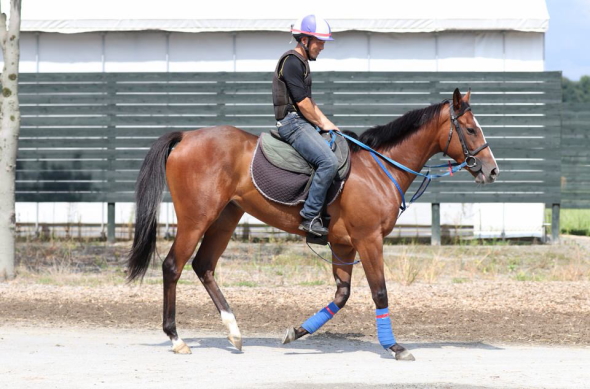 スイートセント