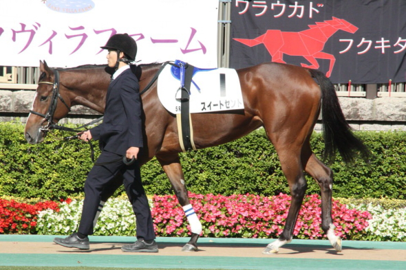 �X�C�[�g�Z���g�V�n��