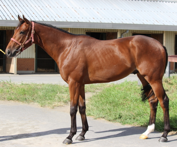 タイガーロータス